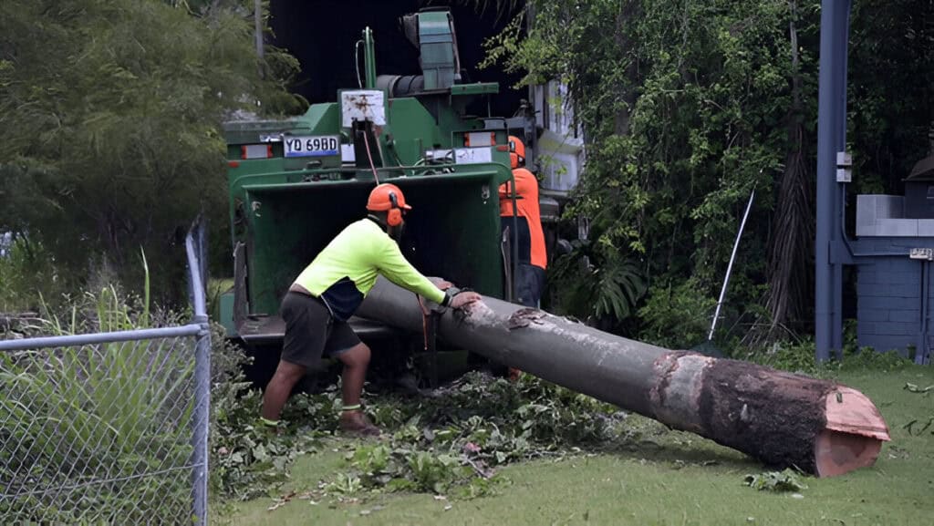 Certified Arborist