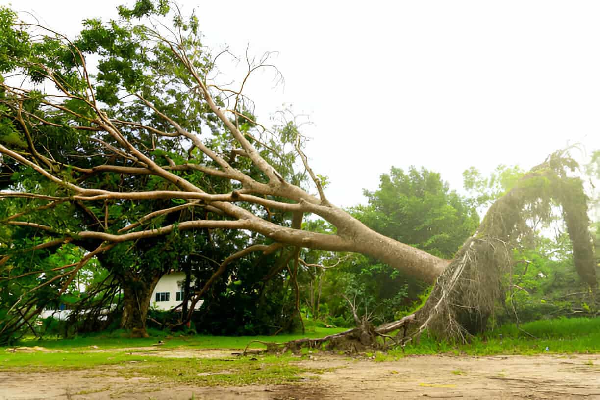 Emergency Tree Removal