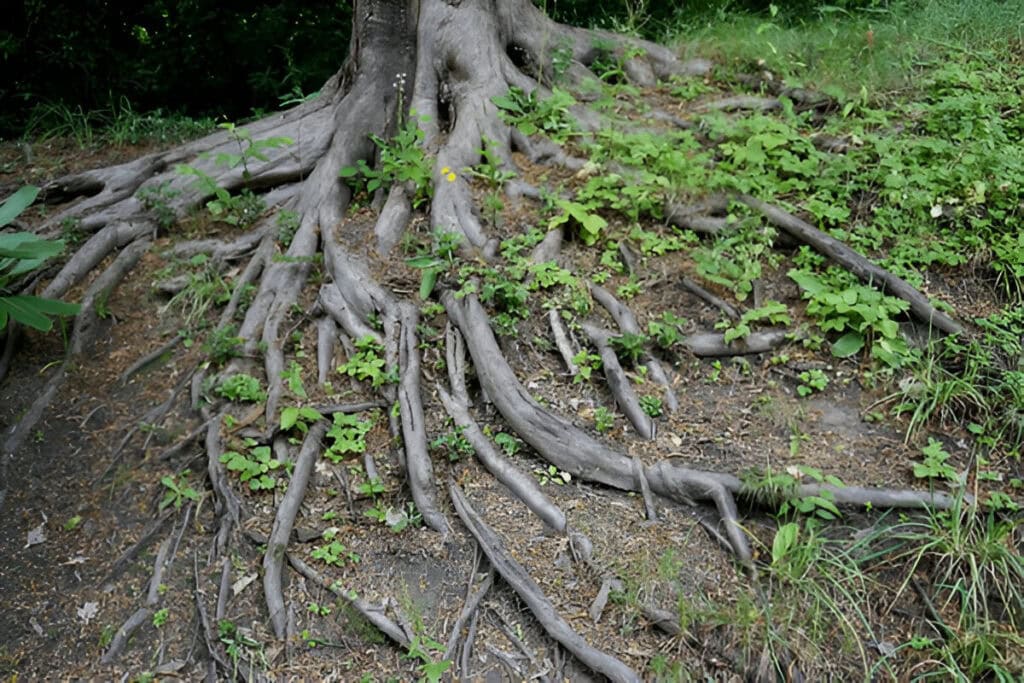 Exposed Tree Roots