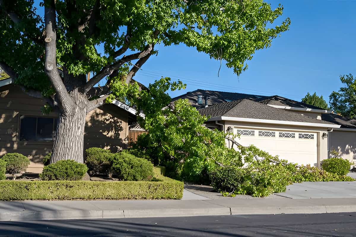 Time to Remove a Tree