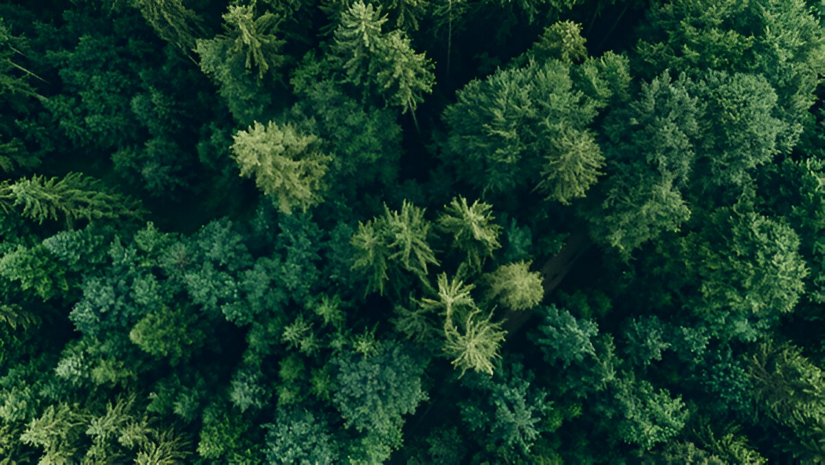 Tree Health and Maintenance