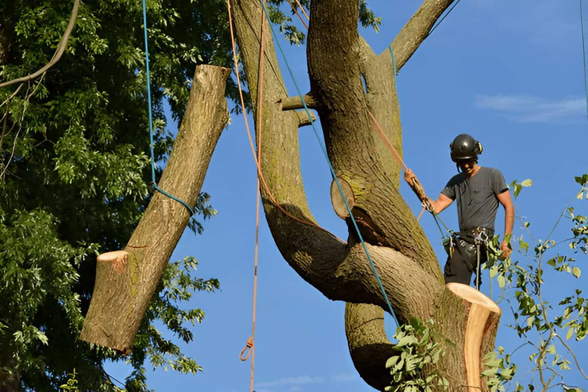 Tree Removal Evansville 47708