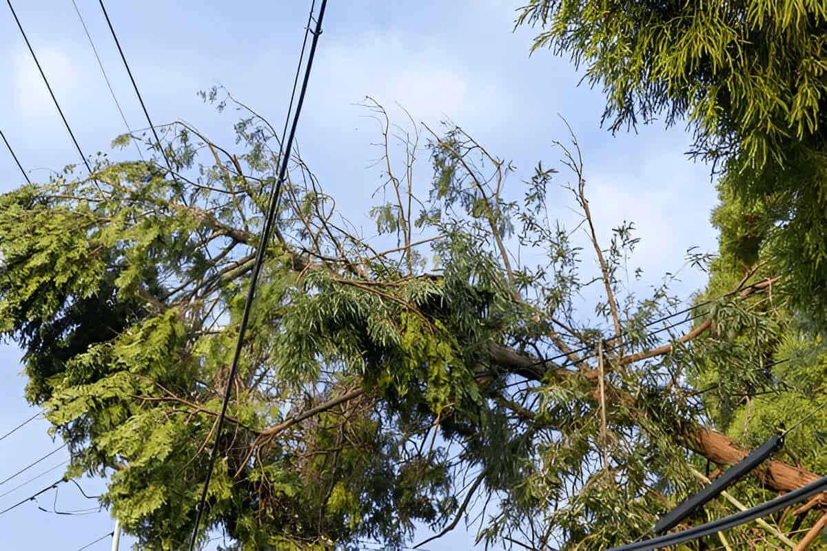 Trees That Have Hit Power Lines