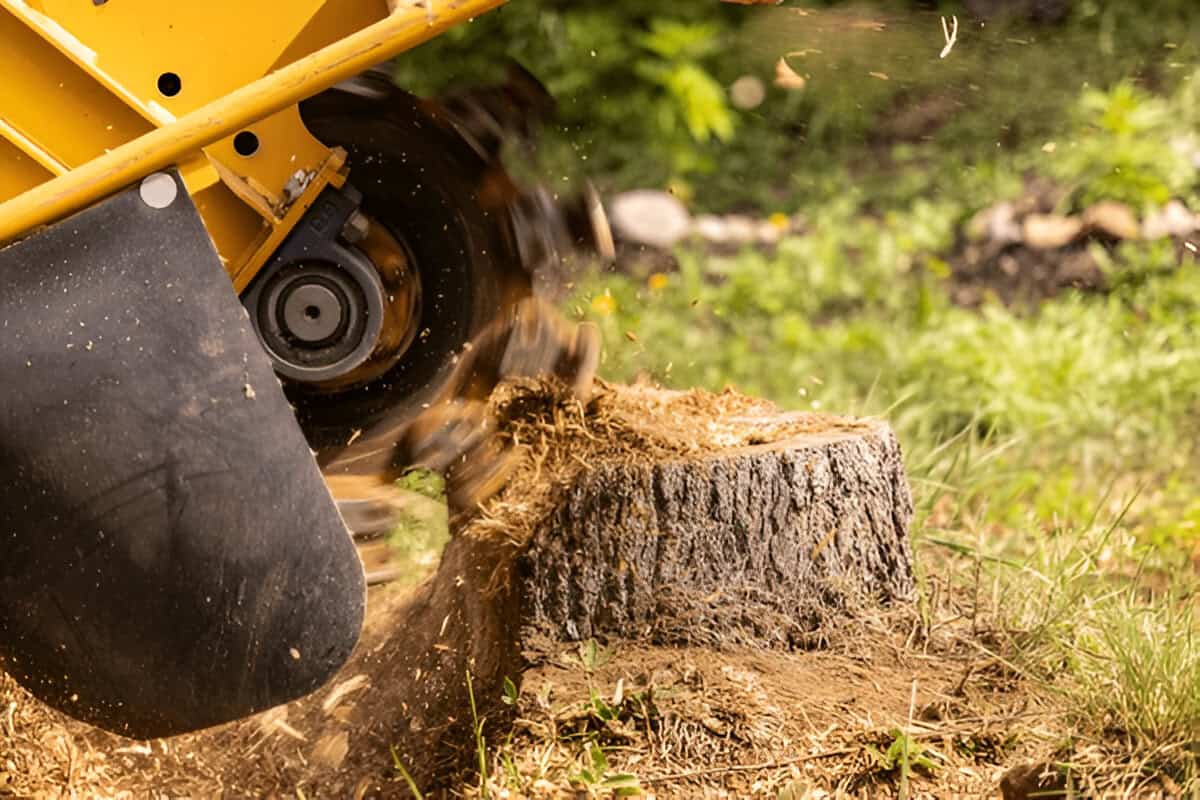 Why Remove Tree Stumps